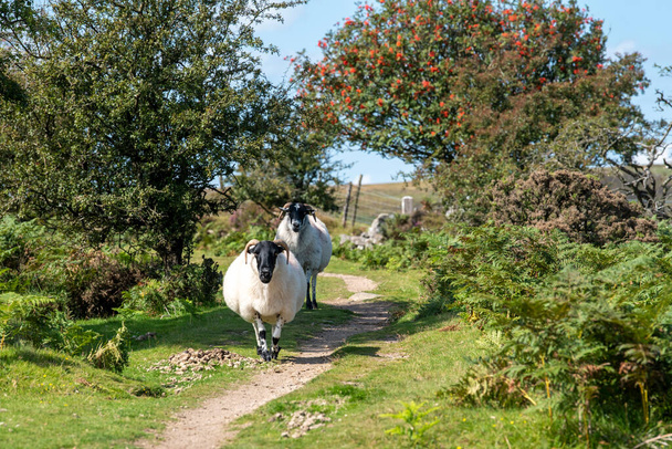 Dartmoor, Devon, Inglaterra. 2021. Scotch Blackface ovejas en Dartmoor por encima de Widdecombe aldea, Devonshire, Reino Unido - Foto, Imagen