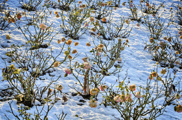  rose bushes with limp blossoms and a snowy ground at a sunny winter day - Photo, Image