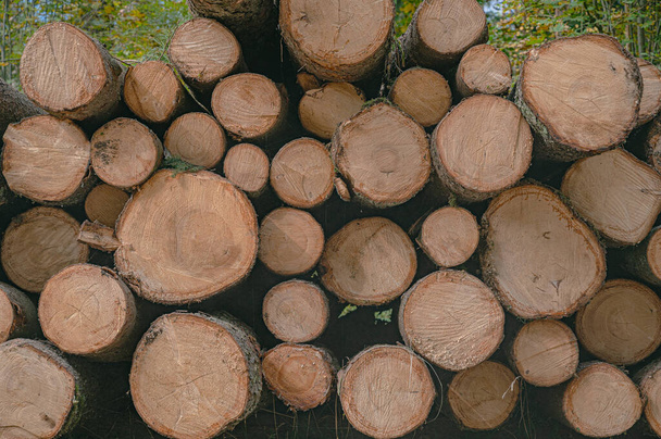 felled pine trees in the forest - woodpile - Φωτογραφία, εικόνα