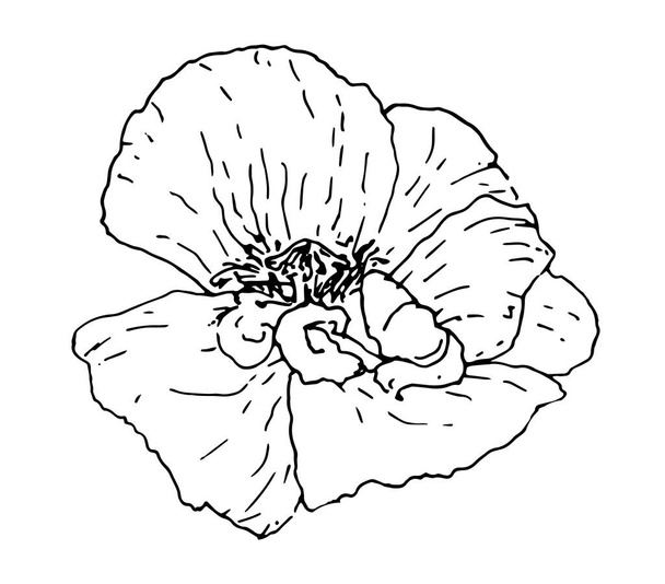 poppy flower top view. Vector wild poppy flower drawn in sketch style, isolated black outline on white background for design template. Sketch sketch poppies - Vecteur, image