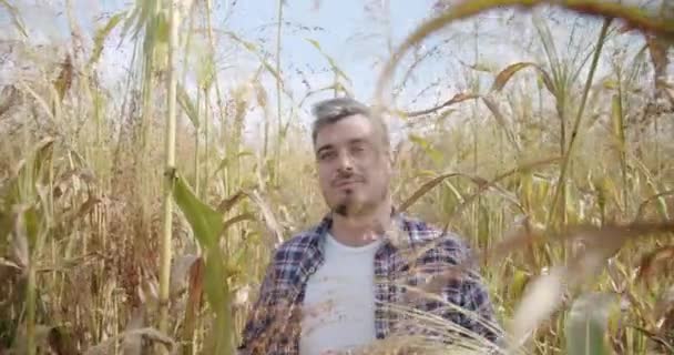 Αγρότης περπατά στη μέση μέσα από χωράφι καλαμποκιού, και σόργο σε μια ηλιόλουστη μέρα - Πλάνα, βίντεο