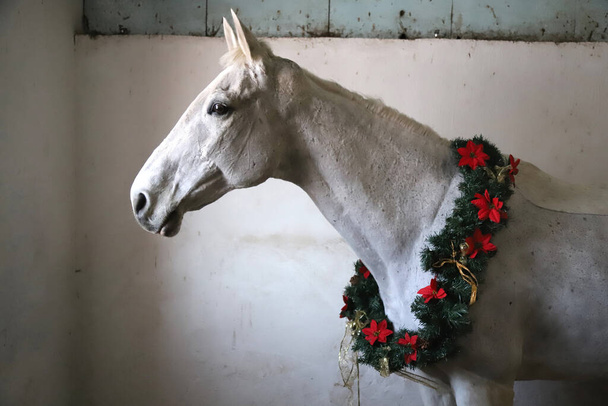 Grey colored saddle horse wearing beautiful christmas wreath. Looking good at the viewer sideways with a gentle mood with copy space for greetings - Photo, Image