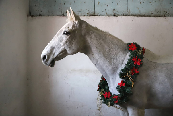 Сірий сідловий кінь у красивому різдвяному вінку. Дивлячись добре на глядача збоку з ніжним настроєм з копіюванням простору для привітання
 - Фото, зображення