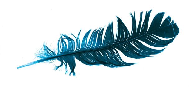 pluma azul sobre un fondo blanco aislado - Foto, imagen