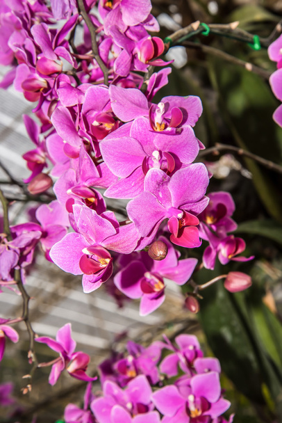 orchid - Photo, Image