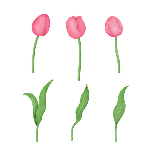 Ensemble de tulipes dessinées à la main aquarelle. - Vecteur, image
