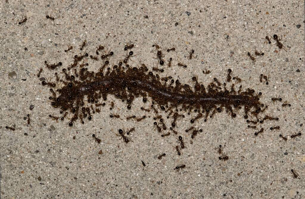 Красные огненные муравьи (Solenopsis invicta) роятся на земляного червя на тротуаре в течение ночи в Хьюстоне, штат Техас. - Фото, изображение