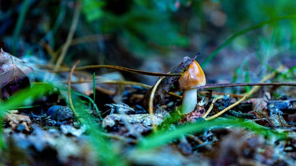 amanita caesarea выходит из яйцеобразной капсулы среди сушеных осенних листьев - Фото, изображение