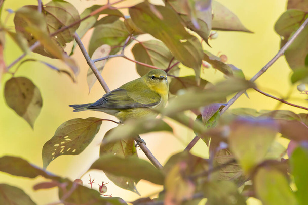 Warbler in tree looking at camera - Photo, Image