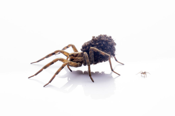 Mother wolf spider covered in spiderlings - 写真・画像