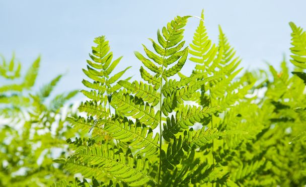 Close up plant of fern - Photo, Image