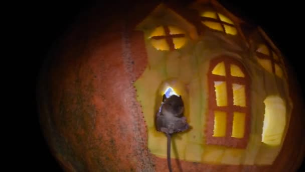 Ποντίκι στο παράθυρο ενός κάστρου κολοκύθας - Πλάνα, βίντεο