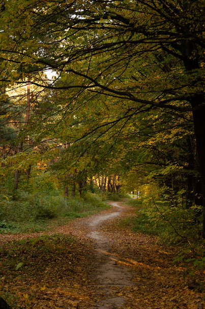 Sonbahar ormanı. Sarı yapraklı ağaçların arasındaki orman yolu. Güneş ışınları ağaçların dallarını delip geçer.. - Fotoğraf, Görsel