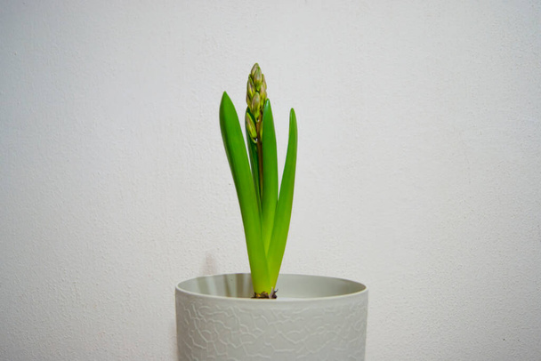 The bulbous plant released the eternal leaves and arrow with buds. Hyacinth woke up. Seasons. Flowers. Plant in a pot on a white background. - Photo, Image