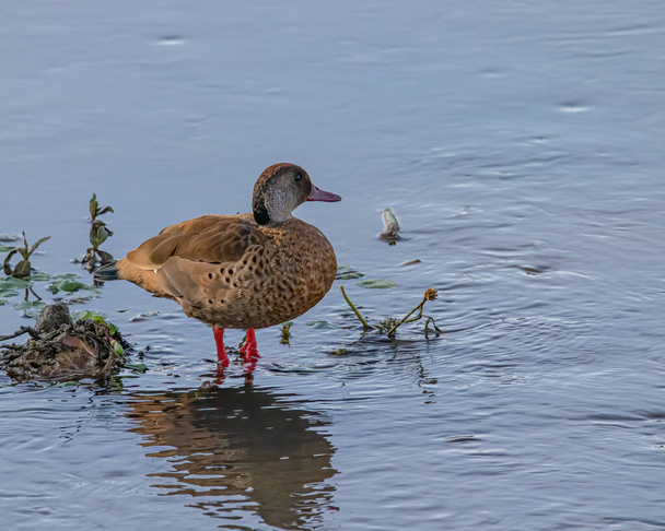 Un pequeño pato descansando sus pies en el agua fría - Foto, imagen