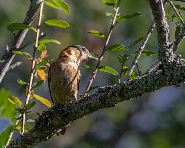 Un pequeño pájaro cantor descansando posado sobre una rama de árbol - Foto, imagen