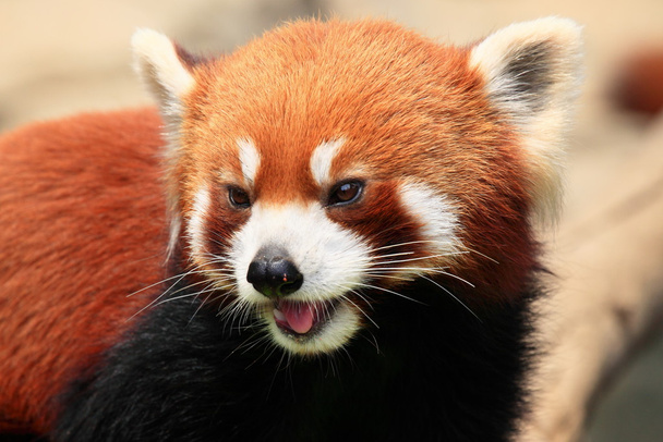 Panda rouge souriant
 - Photo, image