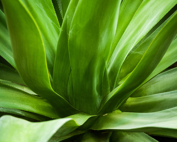 Green leaves - Photo, Image
