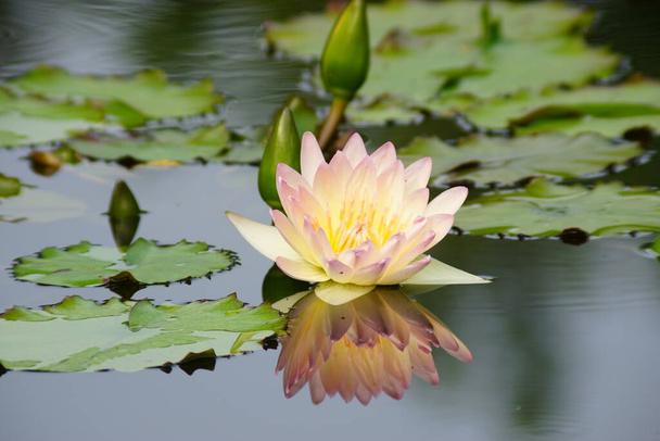beautiful lotus flower in the pond - Fotó, kép