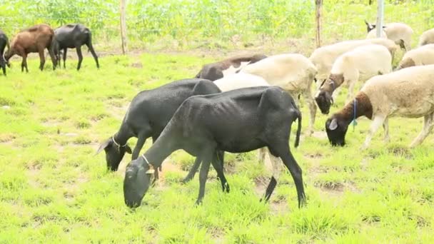 conde, bahia, brazil - 6 октября 2021 года: выращивание овец на ферме в сельской местности города Конде, северное побережье Баии. - Кадры, видео