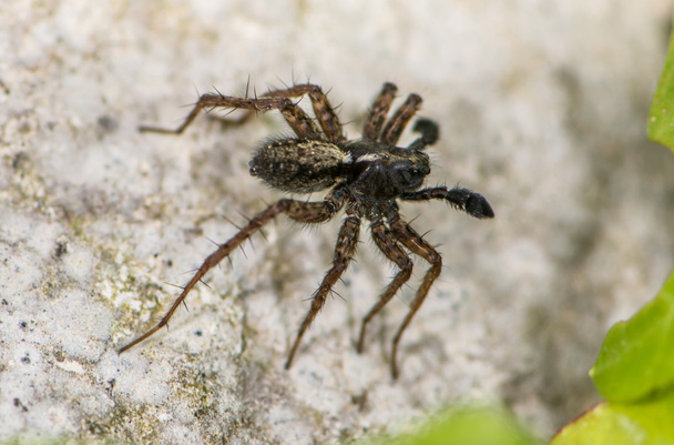 μαύρη αράχνη - Φωτογραφία, εικόνα