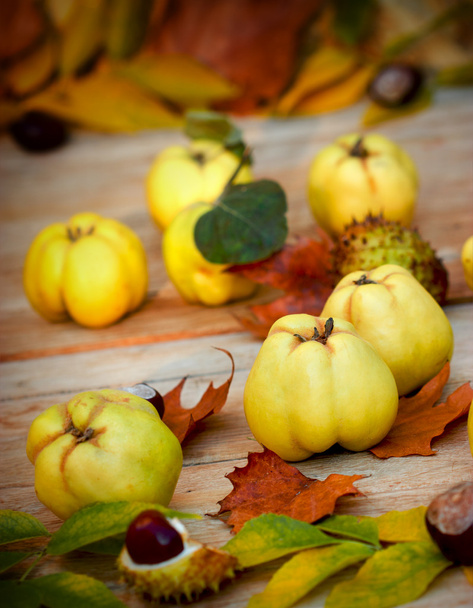 Organic quince - Autumn fruit - Photo, Image