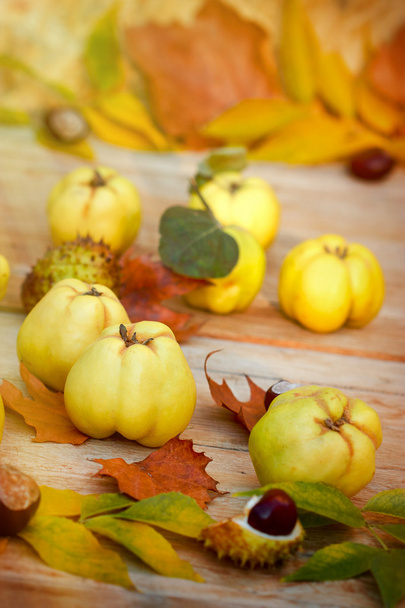 Органічна айва - осінні фрукти
 - Фото, зображення