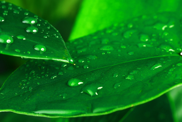  green plant leaf - 写真・画像
