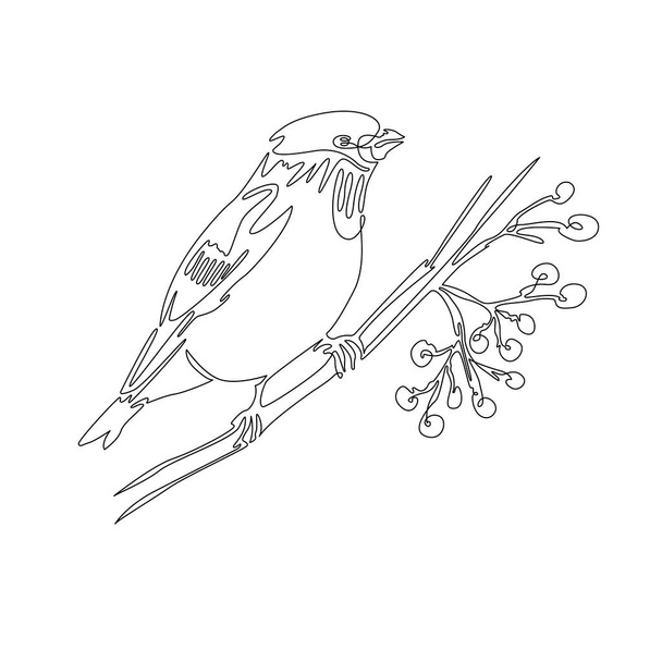 Vector illustration with one line. Bullfinch on a twig with mountain ash in winter. Suitable for postcards, design and decorative work, in the form of a print, website design. - Vecteur, image