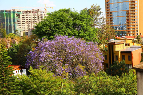 Piękne drzewo Jakaranda kwitnące w Nairobi, stolicy Kenii - Zdjęcie, obraz