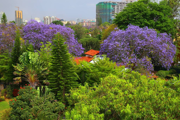 Piękne drzewo Jakaranda kwitnące w Nairobi, stolicy Kenii - Zdjęcie, obraz