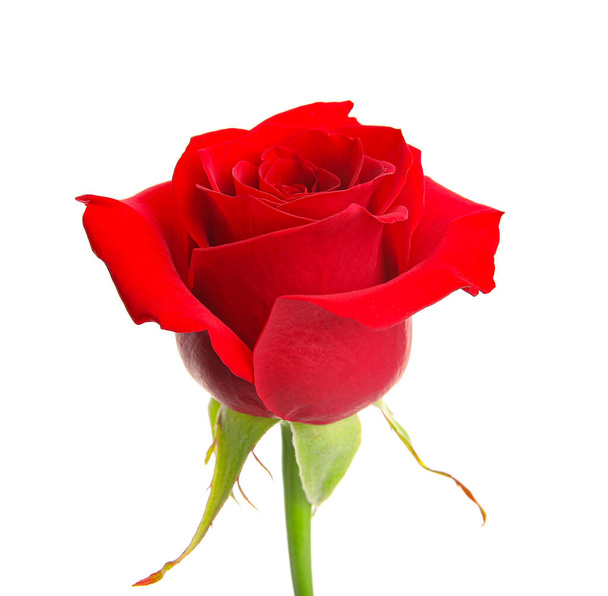 mooie rode roos geïsoleerd op witte achtergrond - Foto, afbeelding