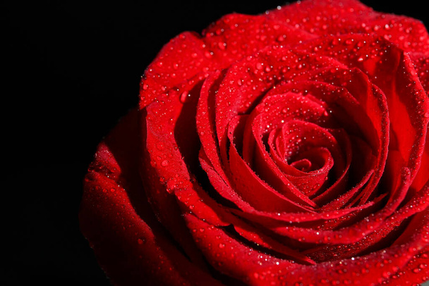 Mooie frisse rode roos op zwarte achtergrond - Foto, afbeelding