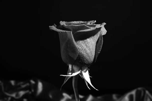 Gyönyörű fekete rózsa sötét háttér - Fotó, kép