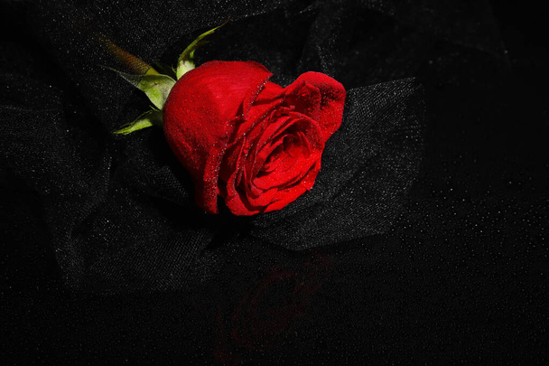 Piękna świeża czerwona róża na czarnym tle - Zdjęcie, obraz