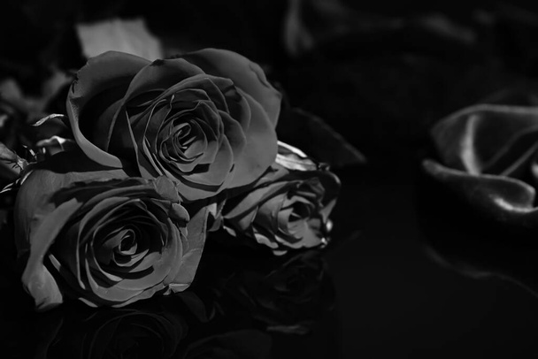 Belles roses noires sur fond sombre - Photo, image