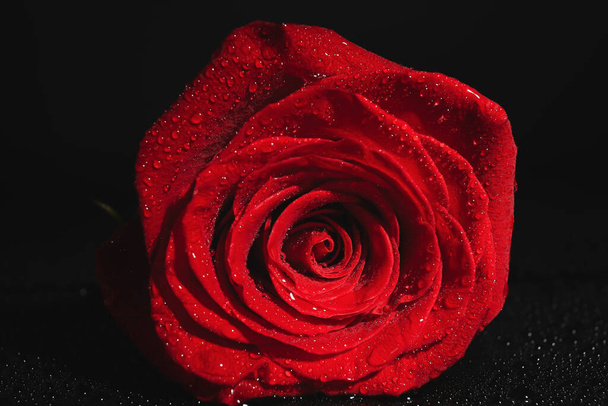 Όμορφο φρέσκο κόκκινο τριαντάφυλλο σε μαύρο φόντο - Φωτογραφία, εικόνα