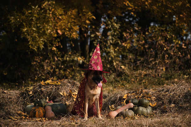 Sie sitzen im Heu neben orangefarbenen und grünen Kürbissen im herbstlichen Wald. Feiertag feiern. Roter Zauberhut und Mantel, Hund in Verkleidung. Schäferhund im Hexenkostüm zu Halloween. - Foto, Bild