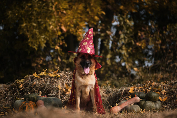 Sie sitzen im Heu neben orangefarbenen und grünen Kürbissen im herbstlichen Wald. Feiertag feiern. Roter Zauberhut und Mantel, Hund in Verkleidung. Schäferhund im Hexenkostüm zu Halloween. - Foto, Bild