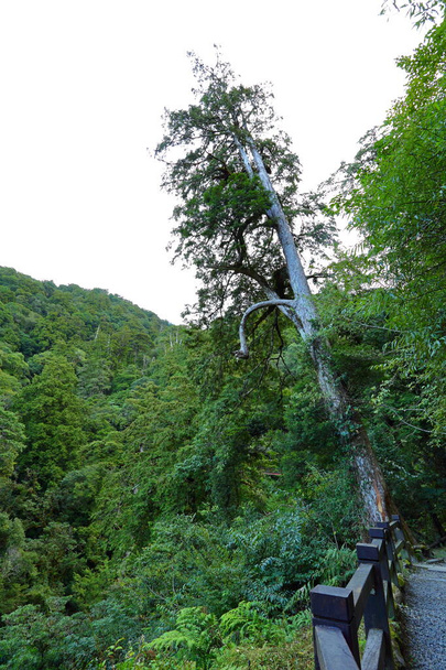 Lalashan Természetes erdő, utak egy erdőben ciprusfák Taoyuan City, Fuxing kerület, Tajvan - Fotó, kép