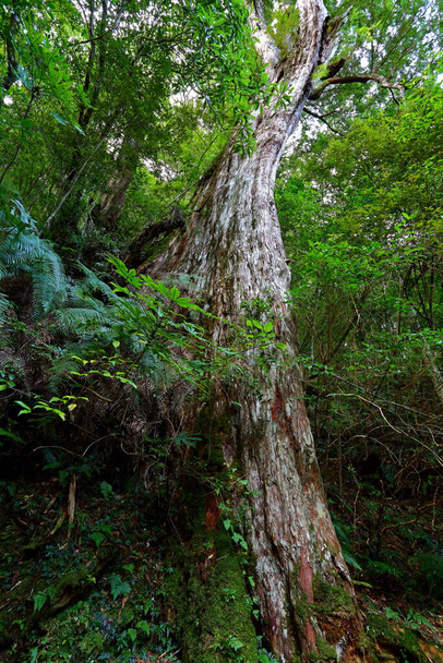 Forêt naturelle de Lalashan, sentiers dans une forêt de cyprès dans la ville de Taoyuan, district de Fuxing, Taiwan - Photo, image