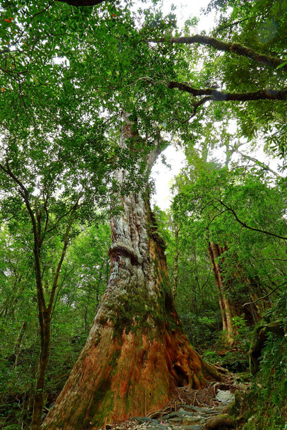 Lalashan Természetes erdő, utak egy erdőben ciprusfák Taoyuan City, Fuxing kerület, Tajvan - Fotó, kép