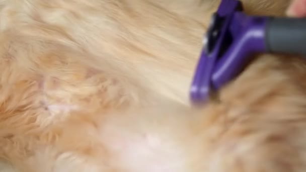 proces stříhání dlouhých vlasů červené kočky zblízka, koncept chovu a péče o domácí a kočičí zvířata, tvarování - Záběry, video