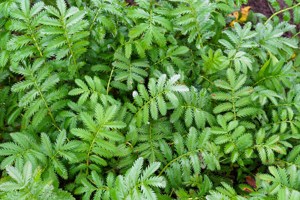 Herbaceous plant silverweed named potentilla anserina or argentina anserina - Photo, Image