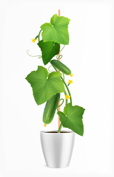 Illustration zur Gurkenpflanze - Vektor, Bild