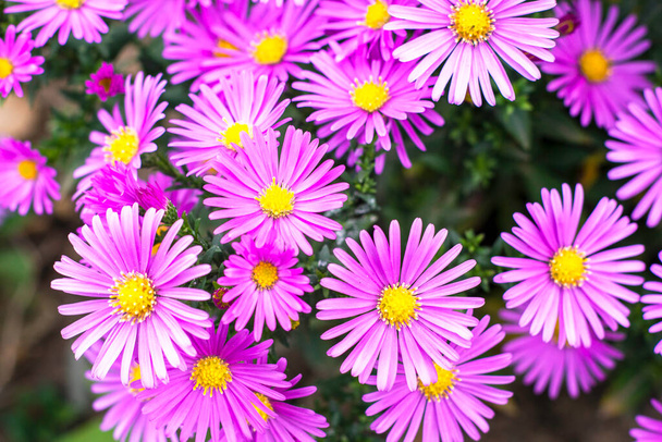 秋には庭に紫色のアメリカン・アスターの花を咲かせます。高品質の写真 - 写真・画像
