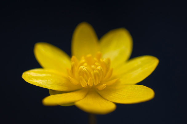 Yellow flower - Foto, Imagem