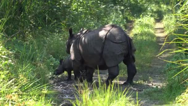 Ένας θηλυκός κερασφόρος ρινόκερος και το μωρό του σε ένα χωματόδρομο στη ζούγκλα.. - Πλάνα, βίντεο
