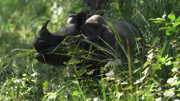 Ein gehörntes Nashorn frisst Gras im Dschungel. - Filmmaterial, Video