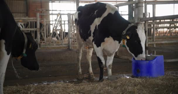 Viehzucht im Dorf, Kuh mit Zahlen auf den Ohren trinkt Wasser aus Schluckbecher im Kuhstall - Filmmaterial, Video